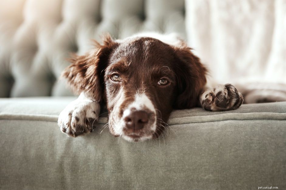 Perineal Hernias in Dogs: Causes, Symptoms, and Surgical Repair