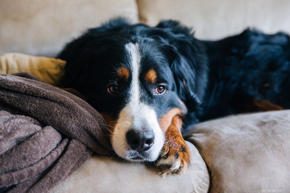 Understanding and Managing Irritable Bowel Syndrome in Dogs