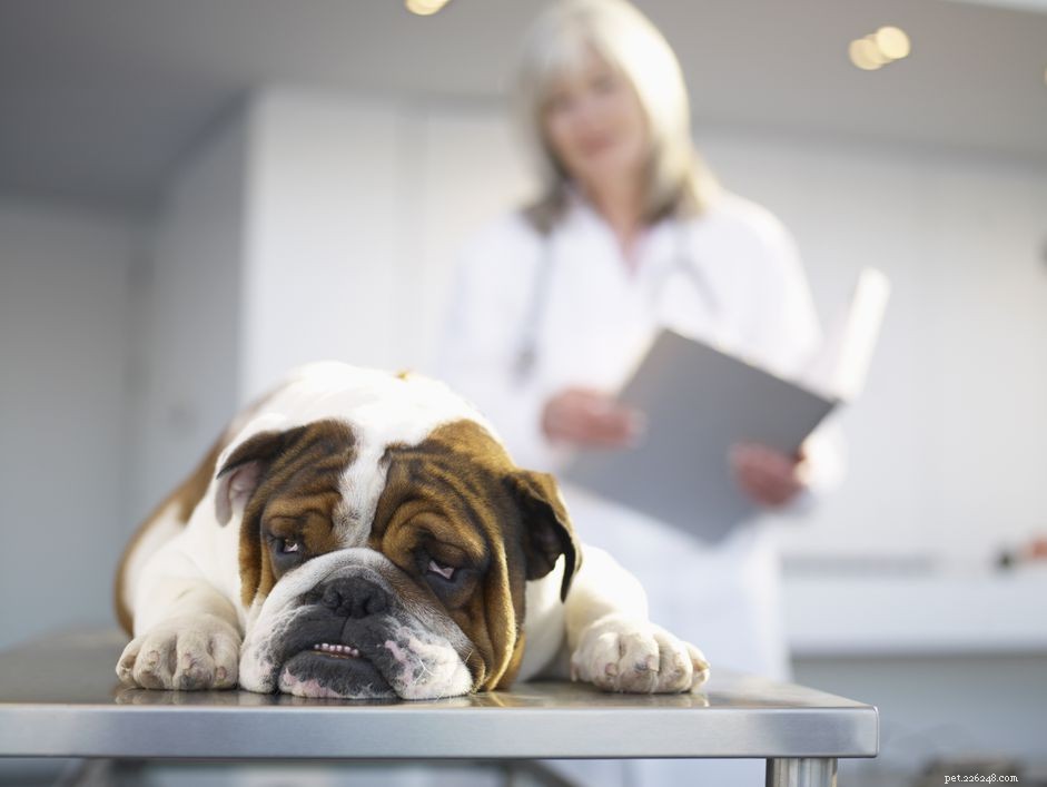 Bladder Cancer in Dogs: Symptoms, Diagnosis, and Treatment Options