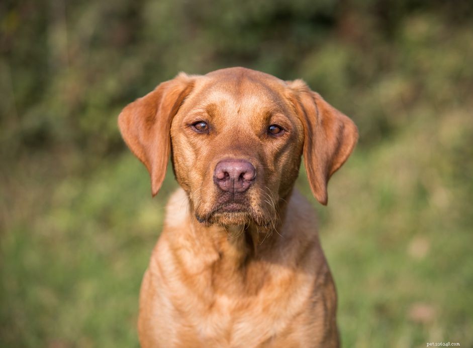 Managing Canine Warts: Symptoms, Treatment, and Prevention