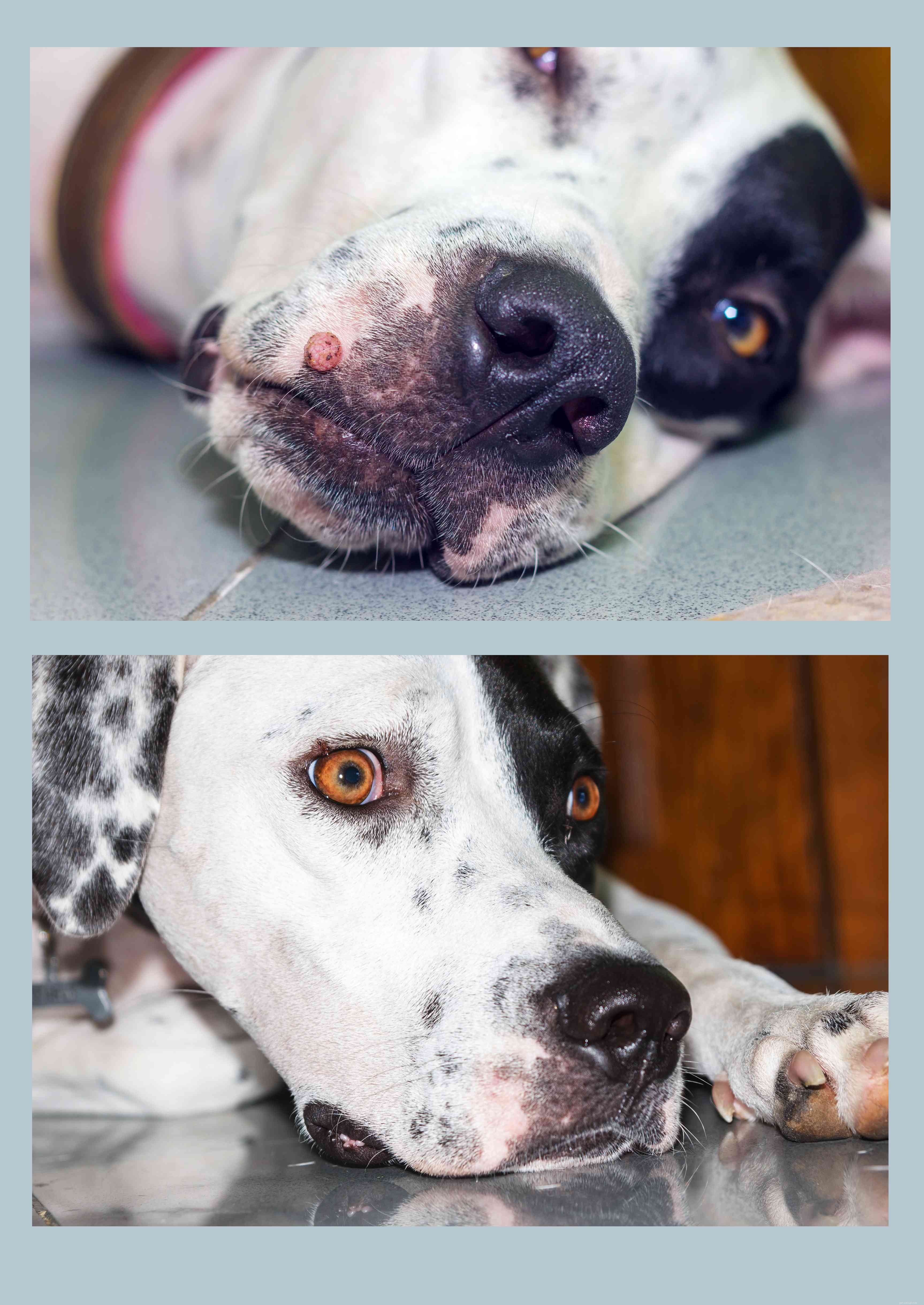 Managing Canine Warts: Symptoms, Treatment, and Prevention