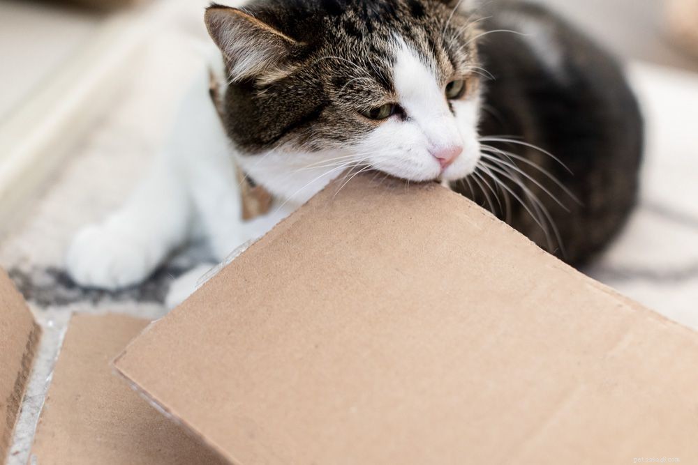Prevent Your Cat from Chewing Electrical Cords: Safe, Proven Tips