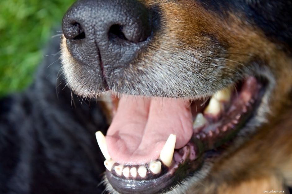 Mouth Cancer in Dogs: Signs, Risks, and Prevention