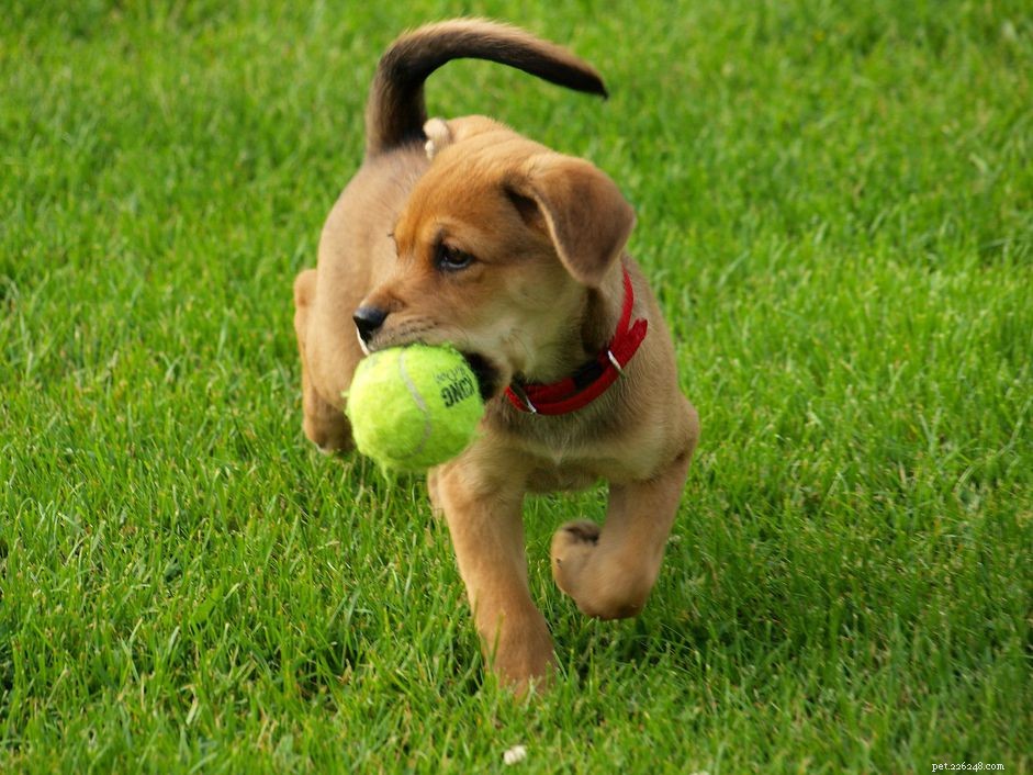 Avoid These 10 Common Mistakes Every Dog Owner Makes