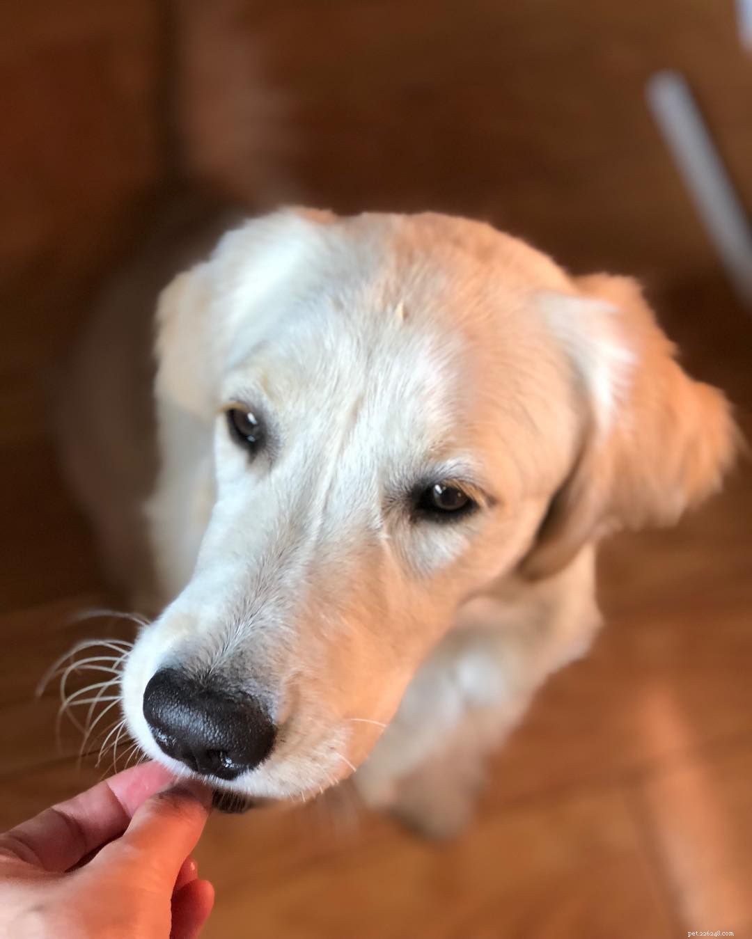 Avoid These 10 Common Mistakes Every Dog Owner Makes