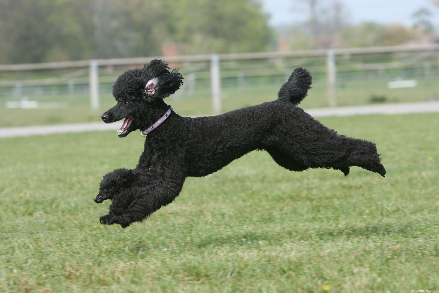 Avoid These 10 Common Mistakes Every Dog Owner Makes