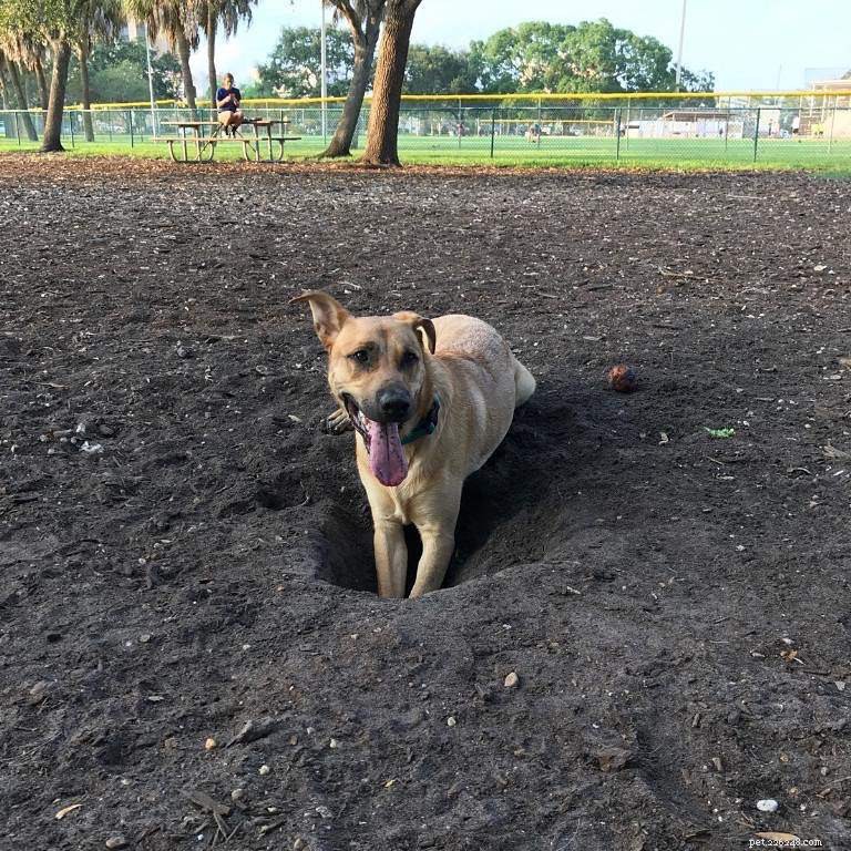 Avoid These 10 Common Mistakes Every Dog Owner Makes