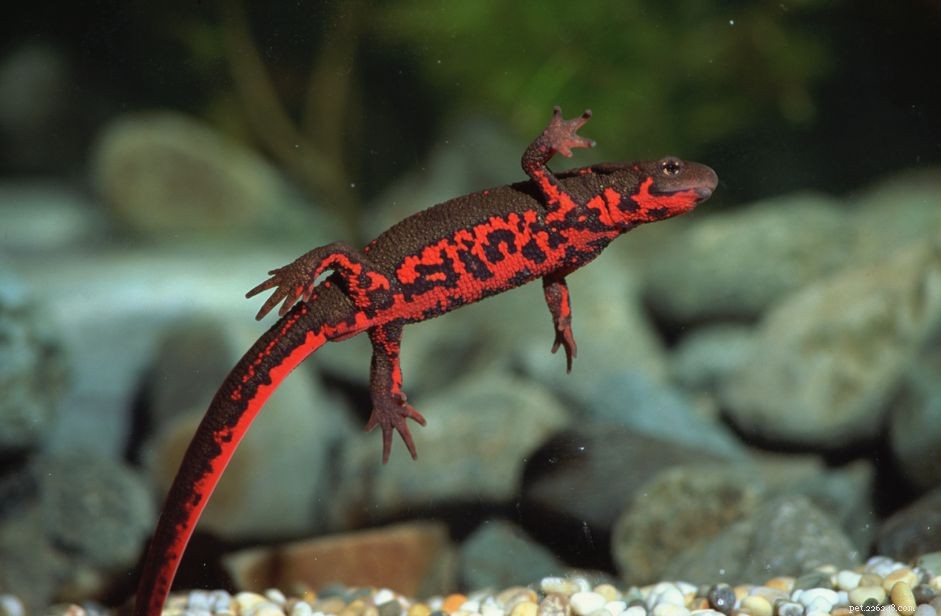 Fire Belly Newt (Chinese & Japanese): Comprehensive Care & Species Guide