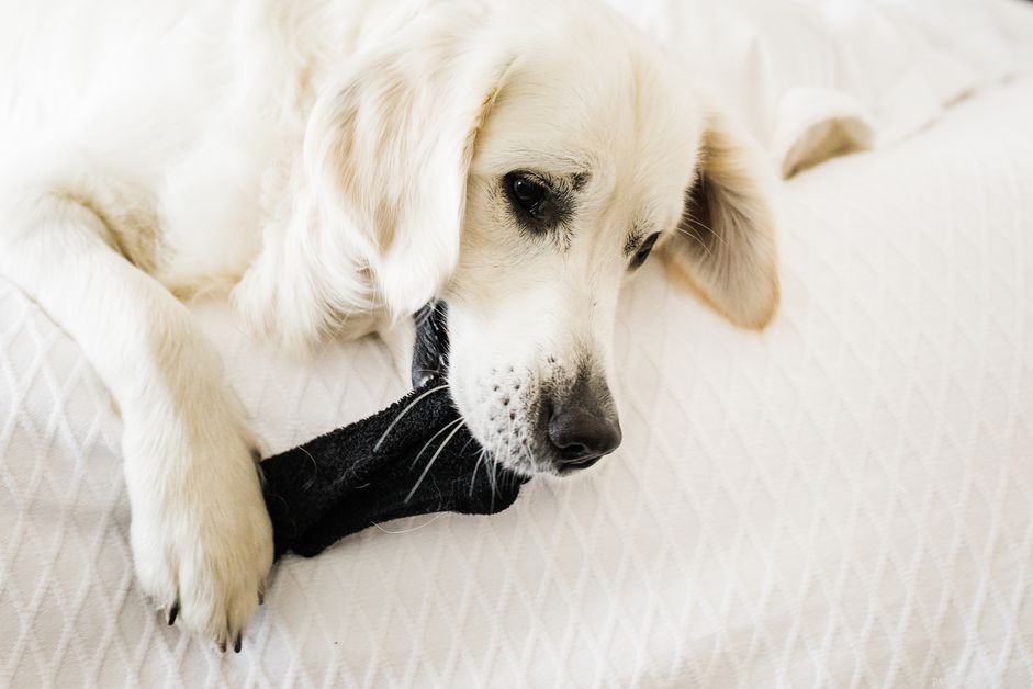 Why Do Dogs Eat Socks? Causes, Risks, and Prevention Tips