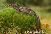 Fire Belly Newt (Chinese & Japanese): Comprehensive Care & Species Guide