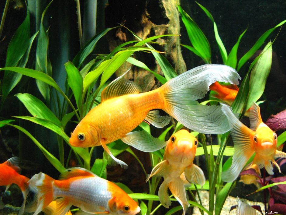 Essential Aquarium Maintenance Guide: Daily to Monthly Tasks for Healthy Fish