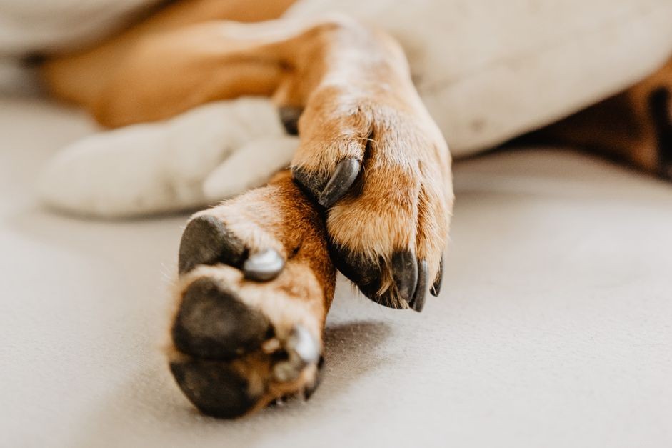 Common Dog Nail Issues: Causes, Symptoms & Care