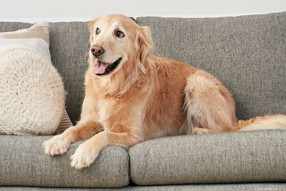 Decoding Whale Eye: What It Reveals About Your Dog s Body Language