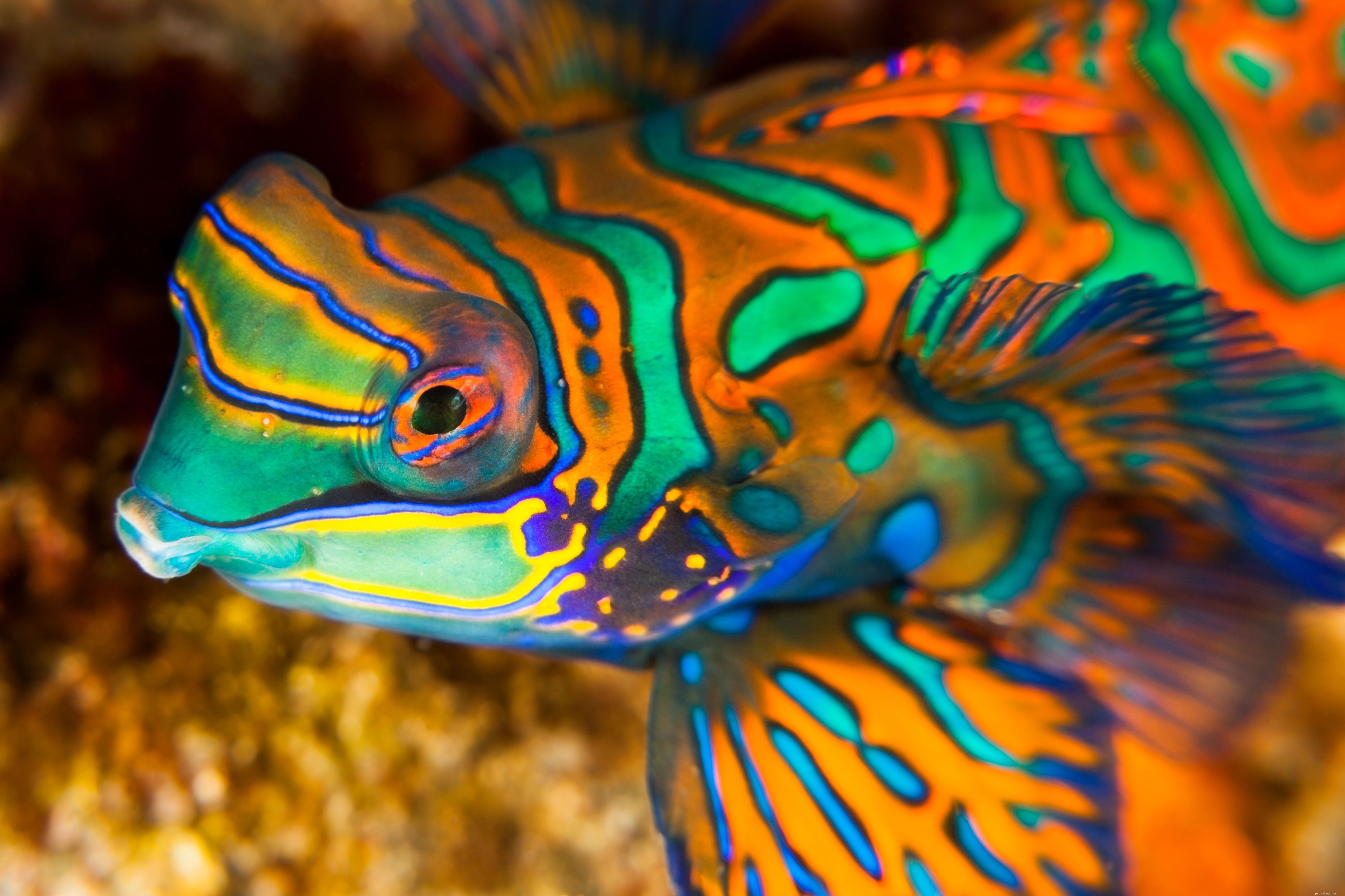 Mandarinfish Care Guide: Species, Feeding, and Aquarium Tips