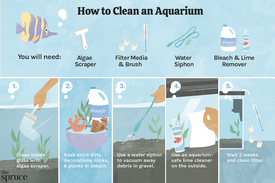 Step-by-Step Guide to Cleaning a Dirty Fish Tank for Healthy Aquatic Life