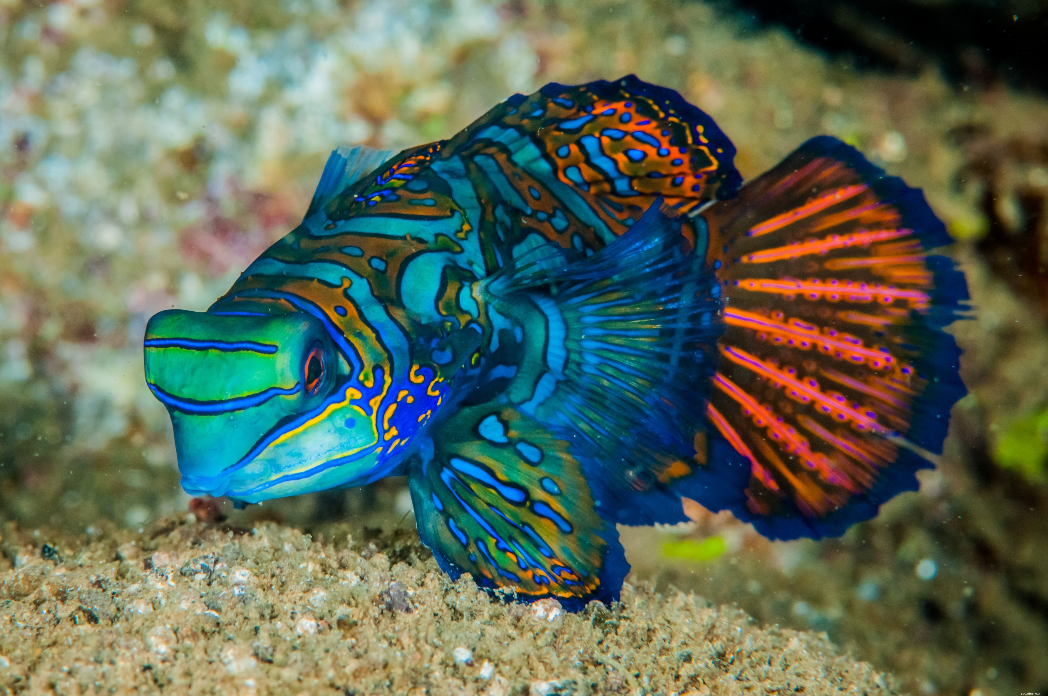 Mandarinfish Care Guide: Species, Feeding, and Aquarium Tips