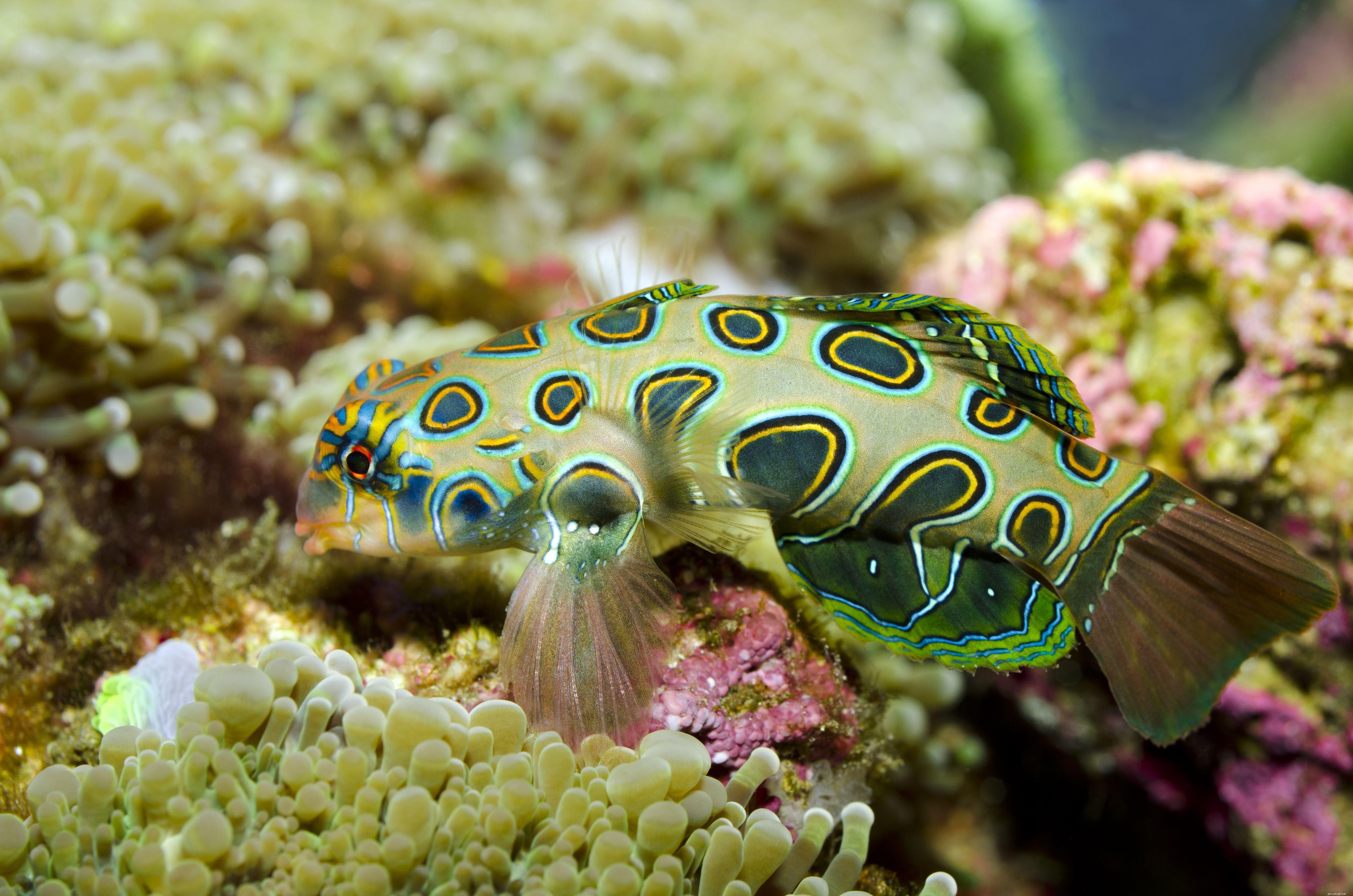 Mandarinfish Care Guide: Species, Feeding, and Aquarium Tips