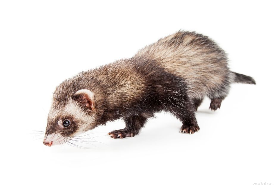 Managing Ferret Odor: Causes and Solutions
