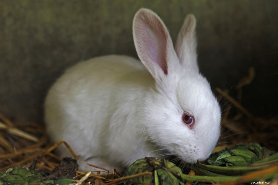 The Ultimate Guide to Safe and Comfortable Pet Rabbit Housing