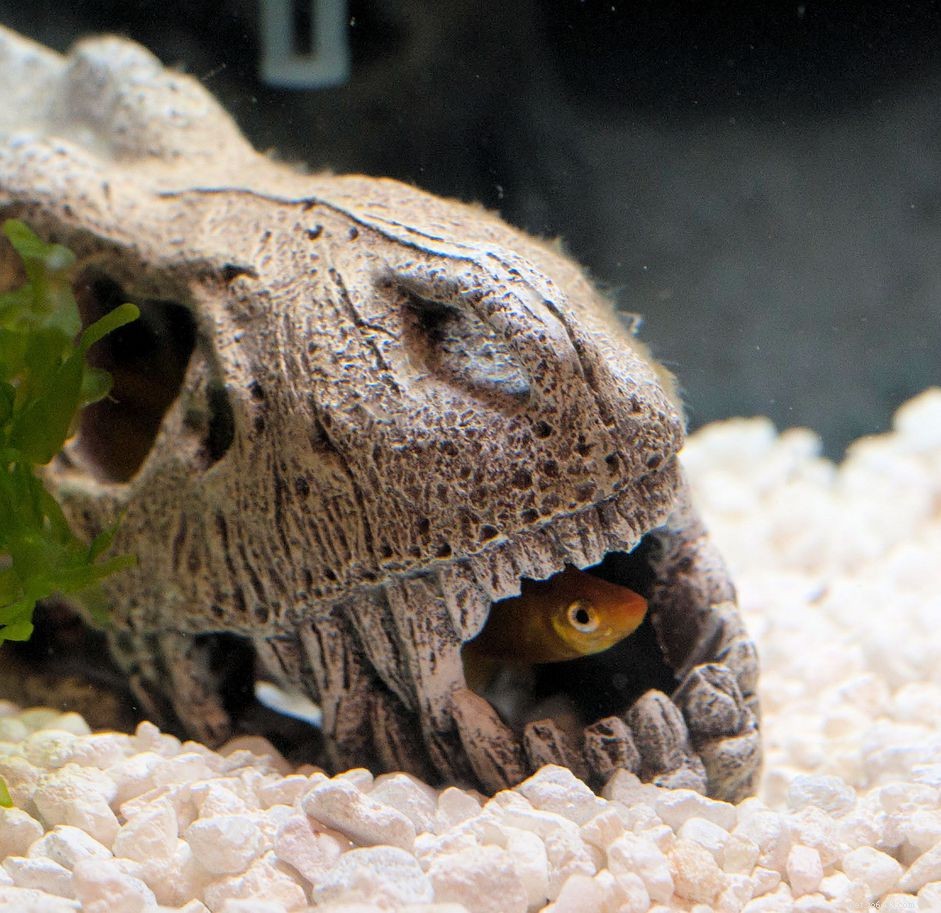 Help Your Aquarium Fish Overcome Fear and Thrive in Their Tank