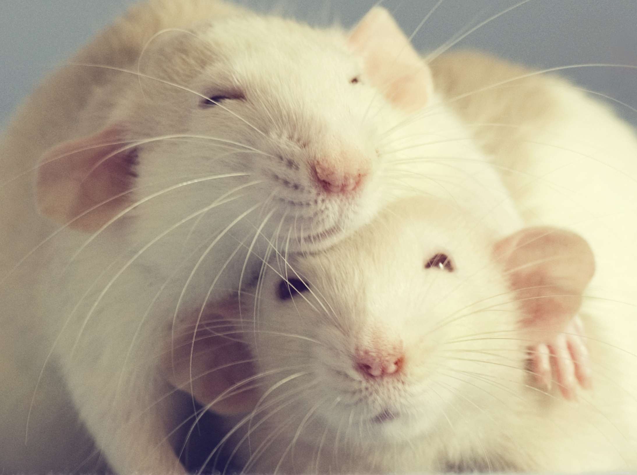 Unlocking the Intelligence of Rats: Personality, Care, and Benefits as Pets