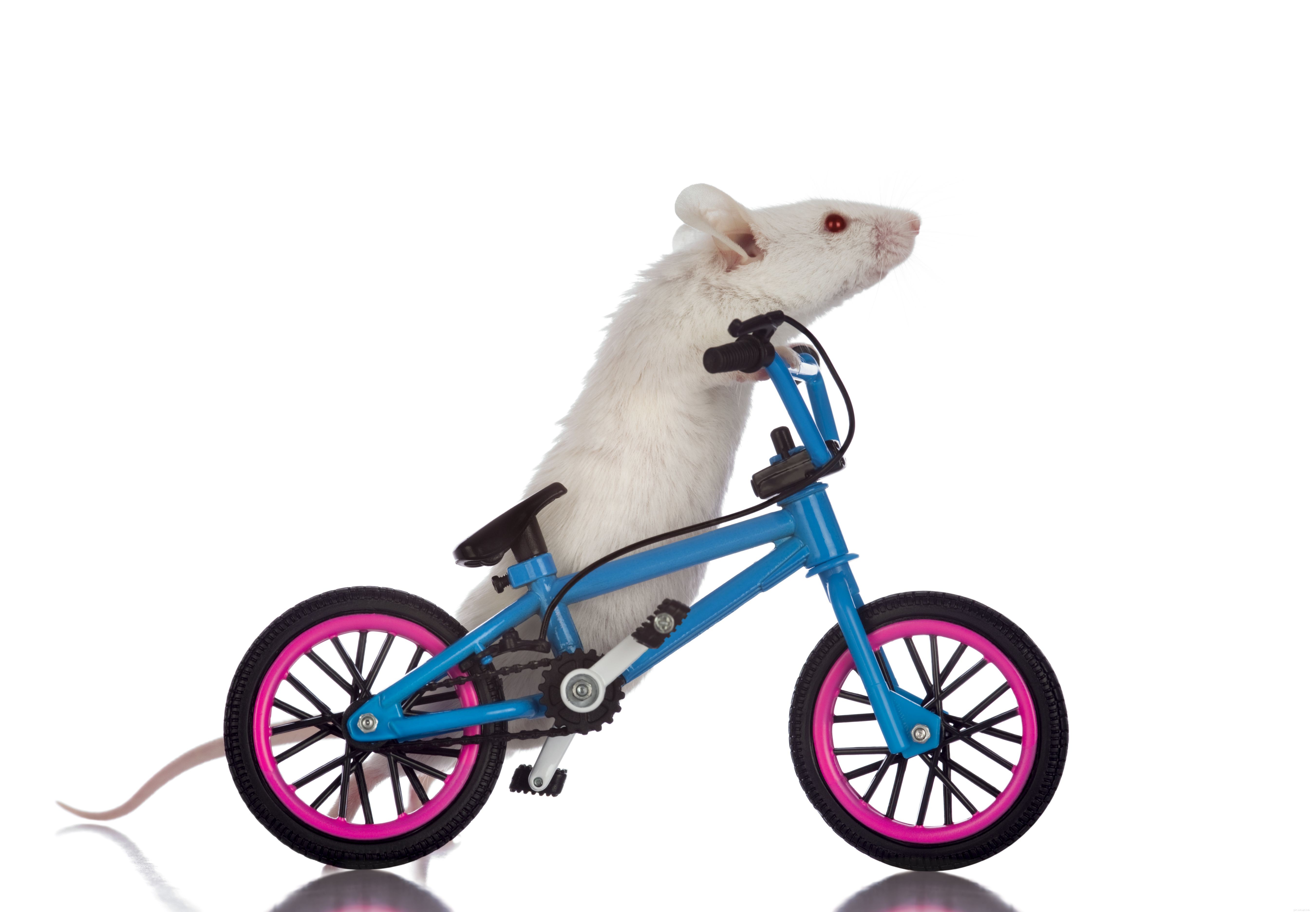 Unlocking the Intelligence of Rats: Personality, Care, and Benefits as Pets