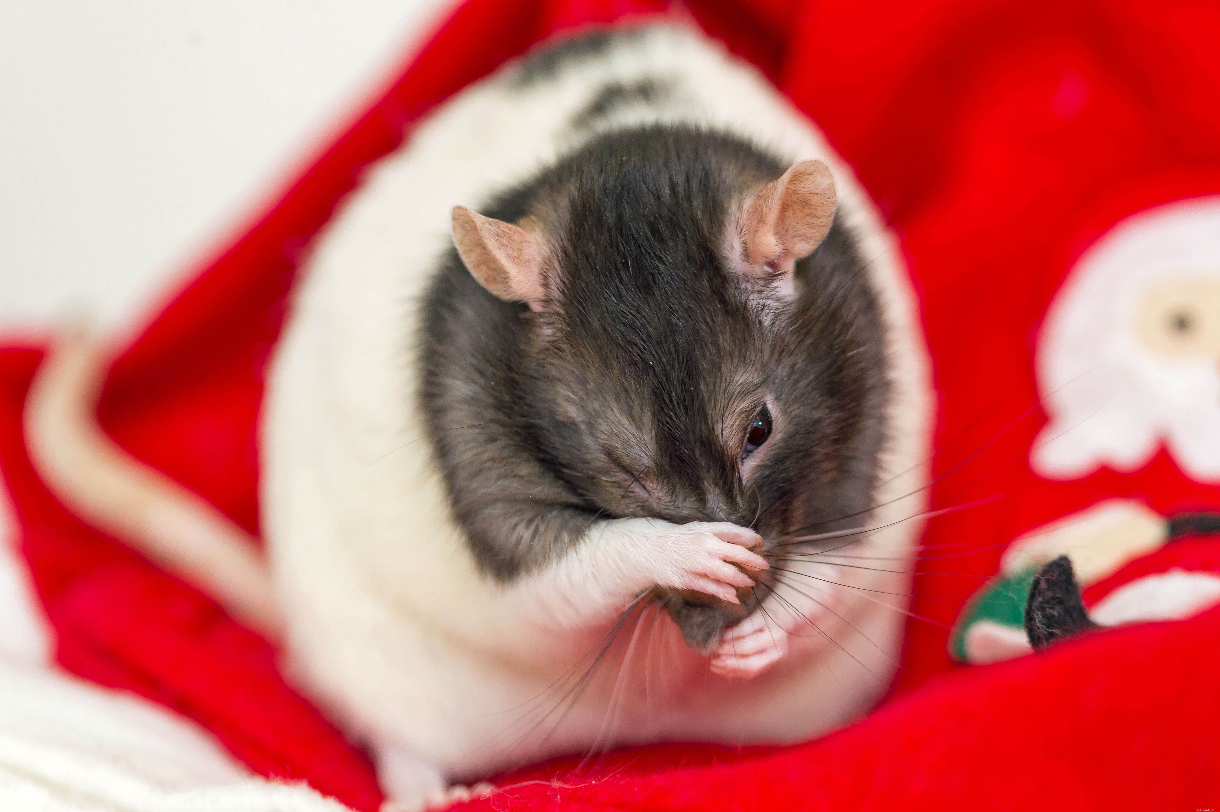 Unlocking the Intelligence of Rats: Personality, Care, and Benefits as Pets