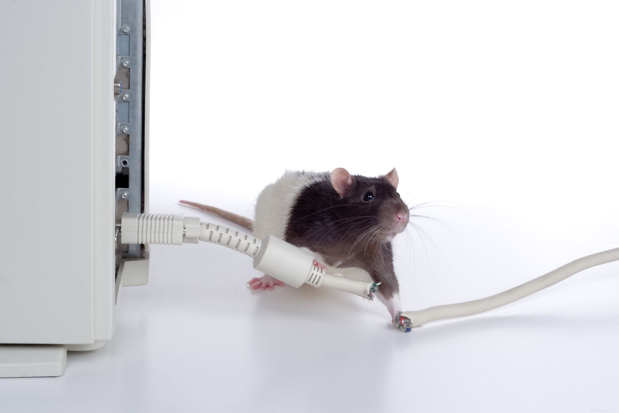 Unlocking the Intelligence of Rats: Personality, Care, and Benefits as Pets