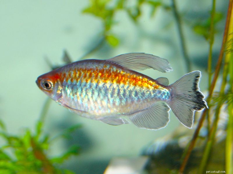 Congo Tetra: A Complete Care Guide & Species Profile