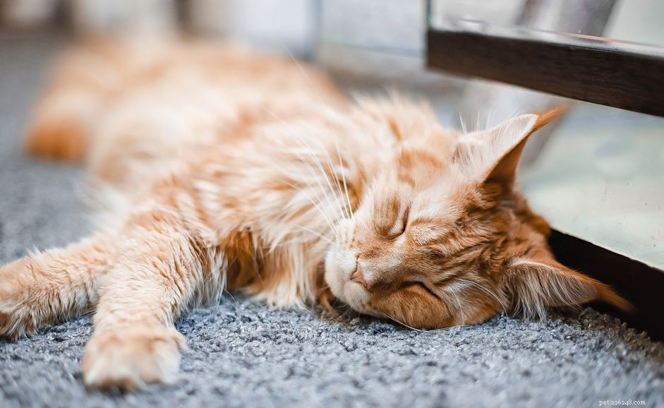 Understanding Skin Cancer in Cats: Causes, Prevention, and Treatment