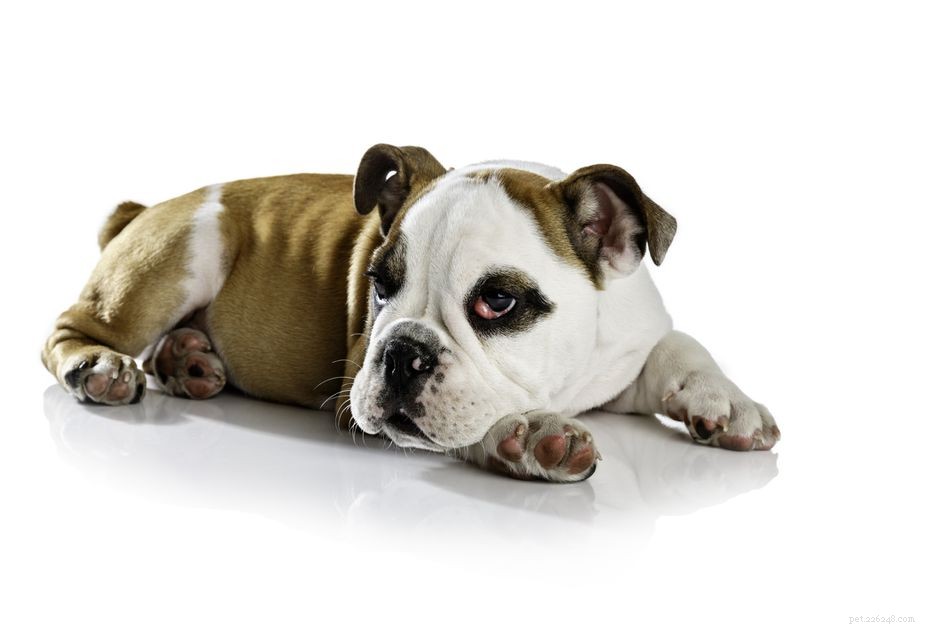 Understanding and Treating Cherry Eye in Dogs