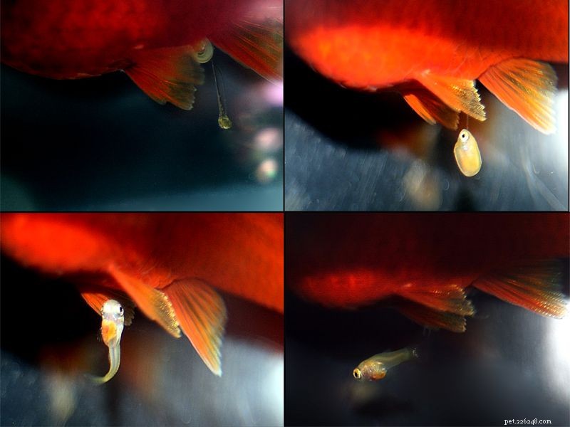 Optimal Temperature & Lighting for Live-Bearer Development Inside Female and Fry