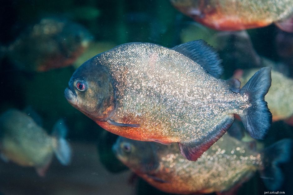 Piranhas: Separating Myth from Reality