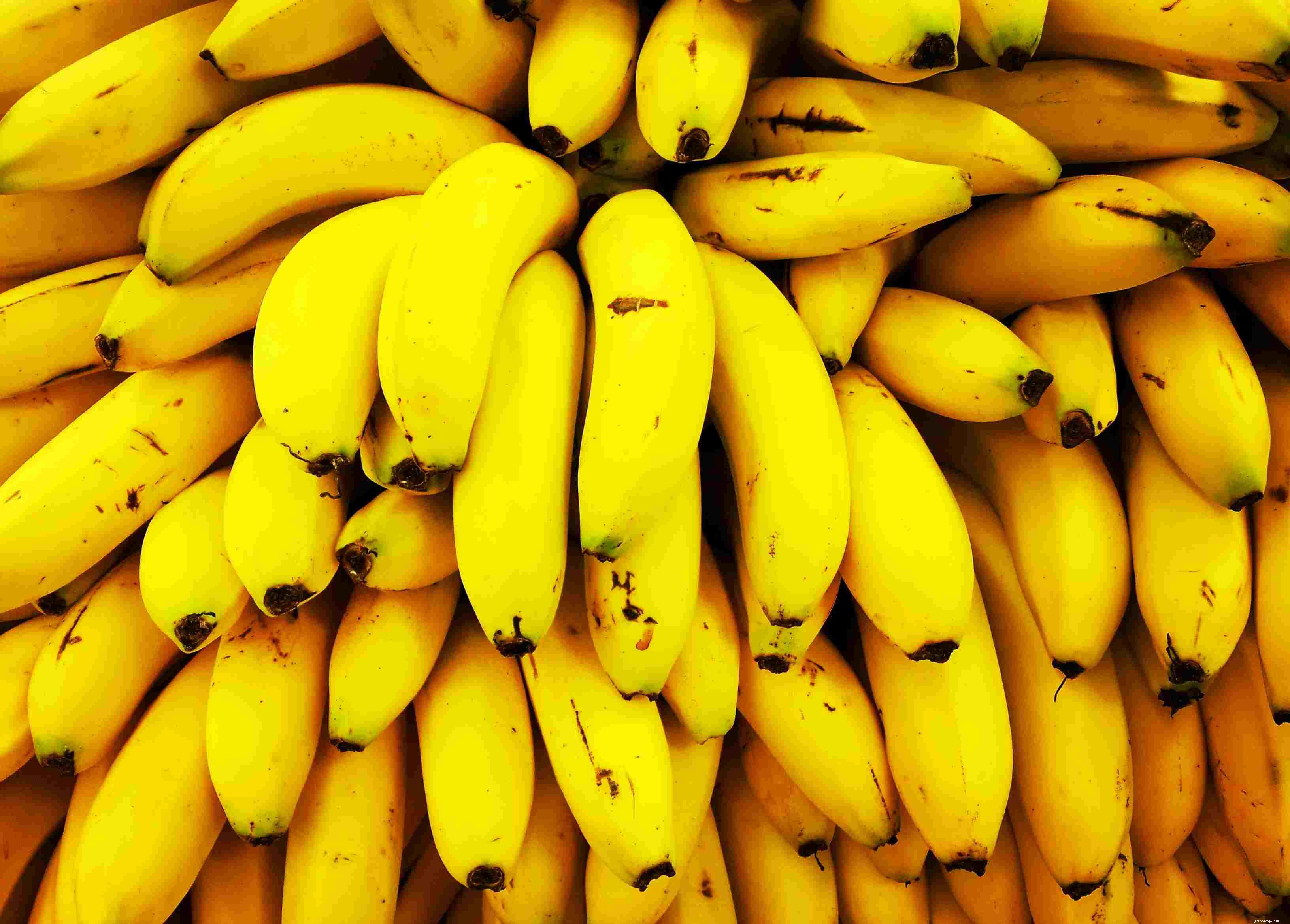 Nutritious Fruits for Birds: Safe, Healthy, and Delicious Options