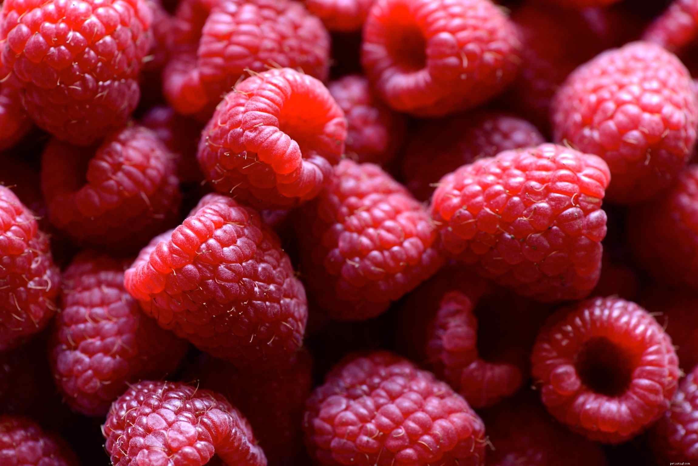 Nutritious Fruits for Birds: Safe, Healthy, and Delicious Options
