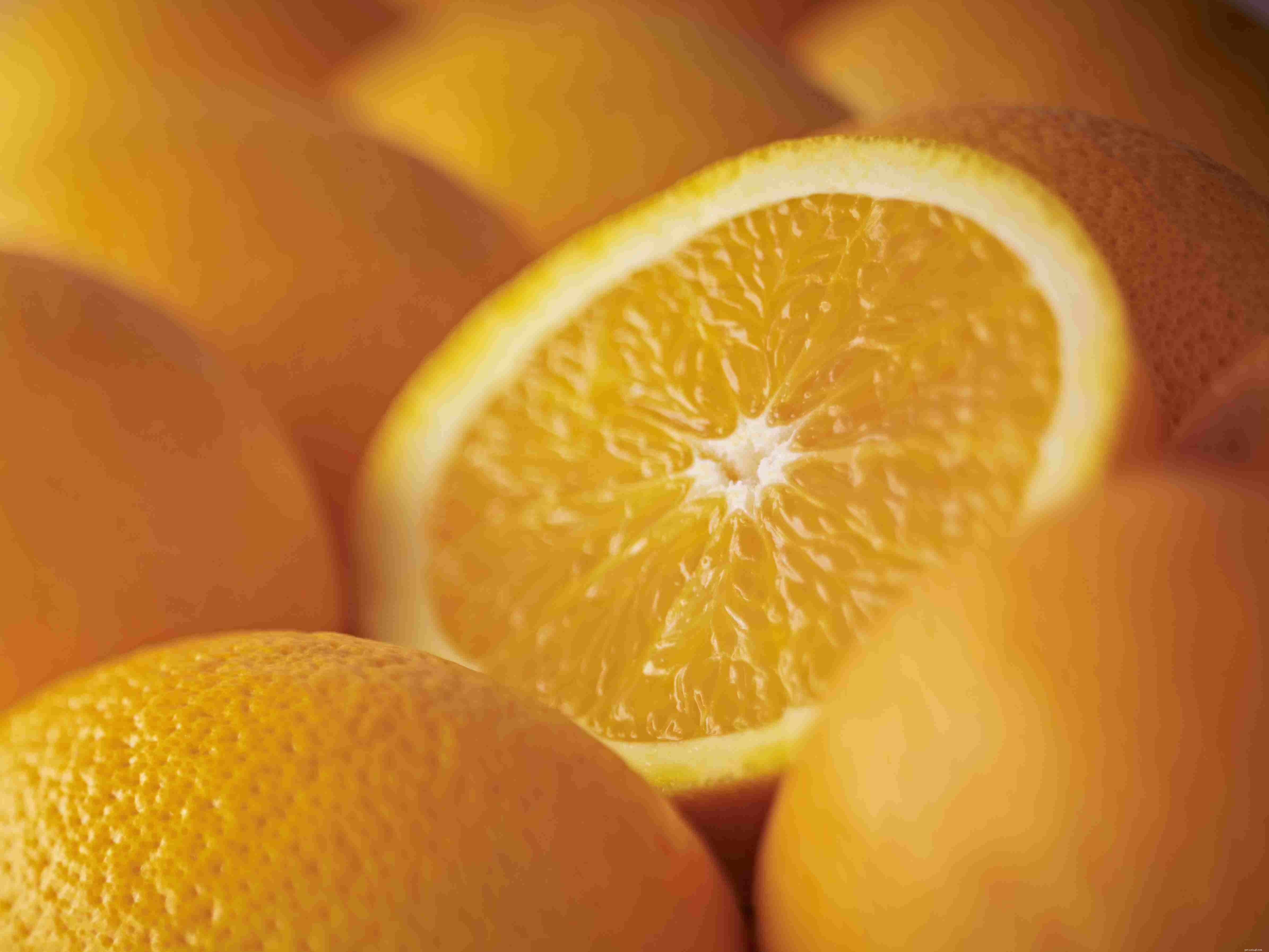 Nutritious Fruits for Birds: Safe, Healthy, and Delicious Options