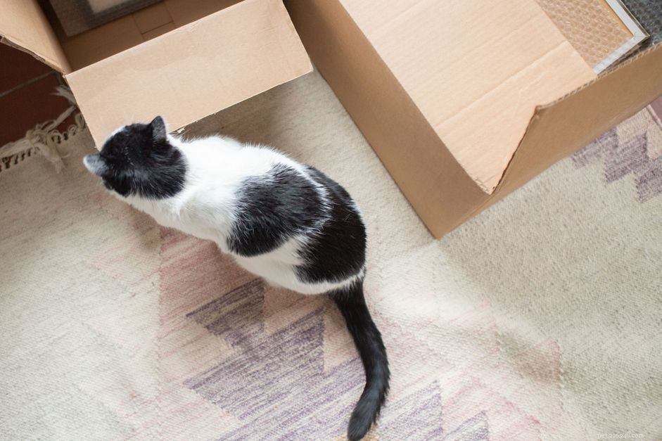 Expert Guide: Move With Your Cat Without Stress