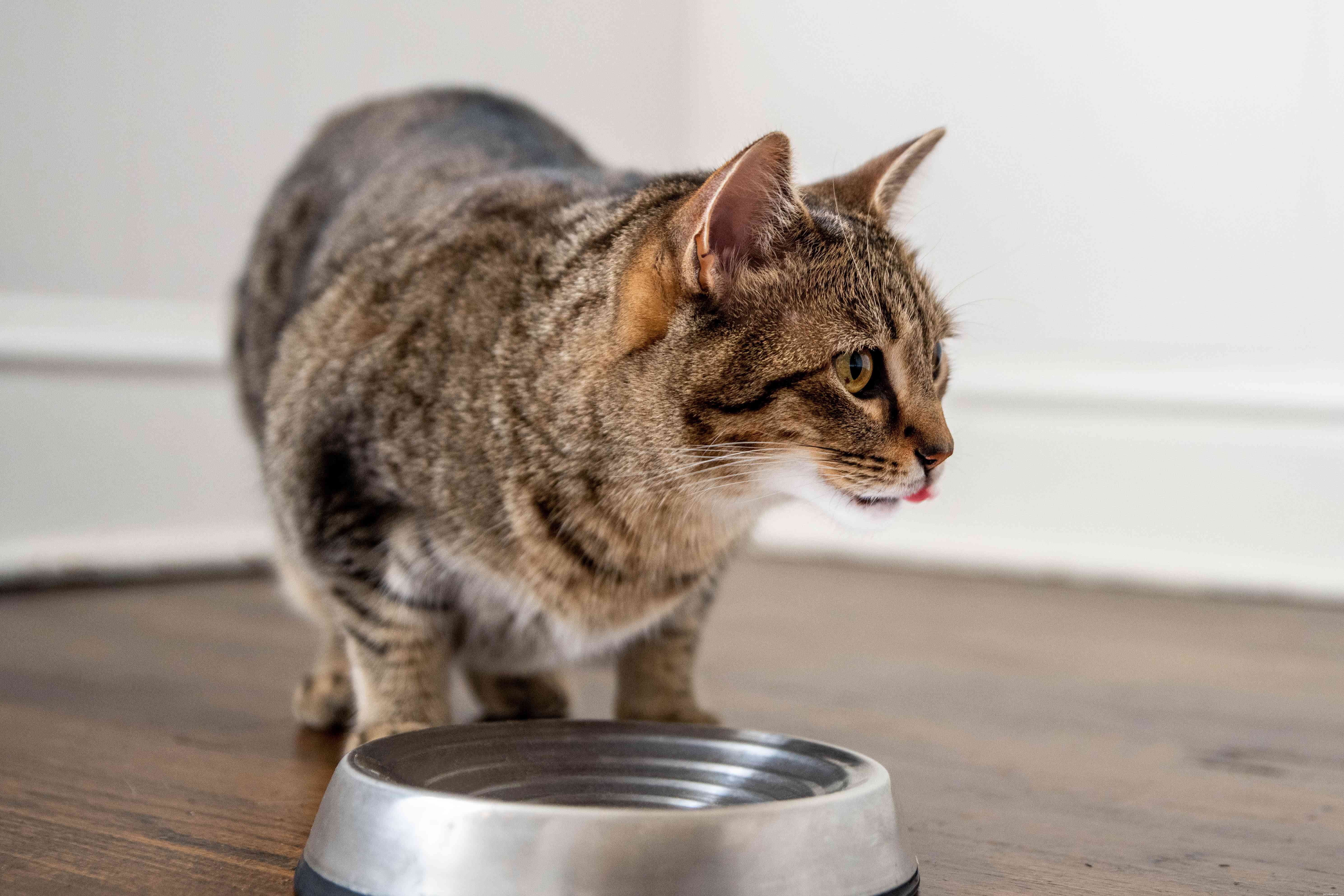 Why Is My Cat Always Hungry? Medical Causes & Solutions
