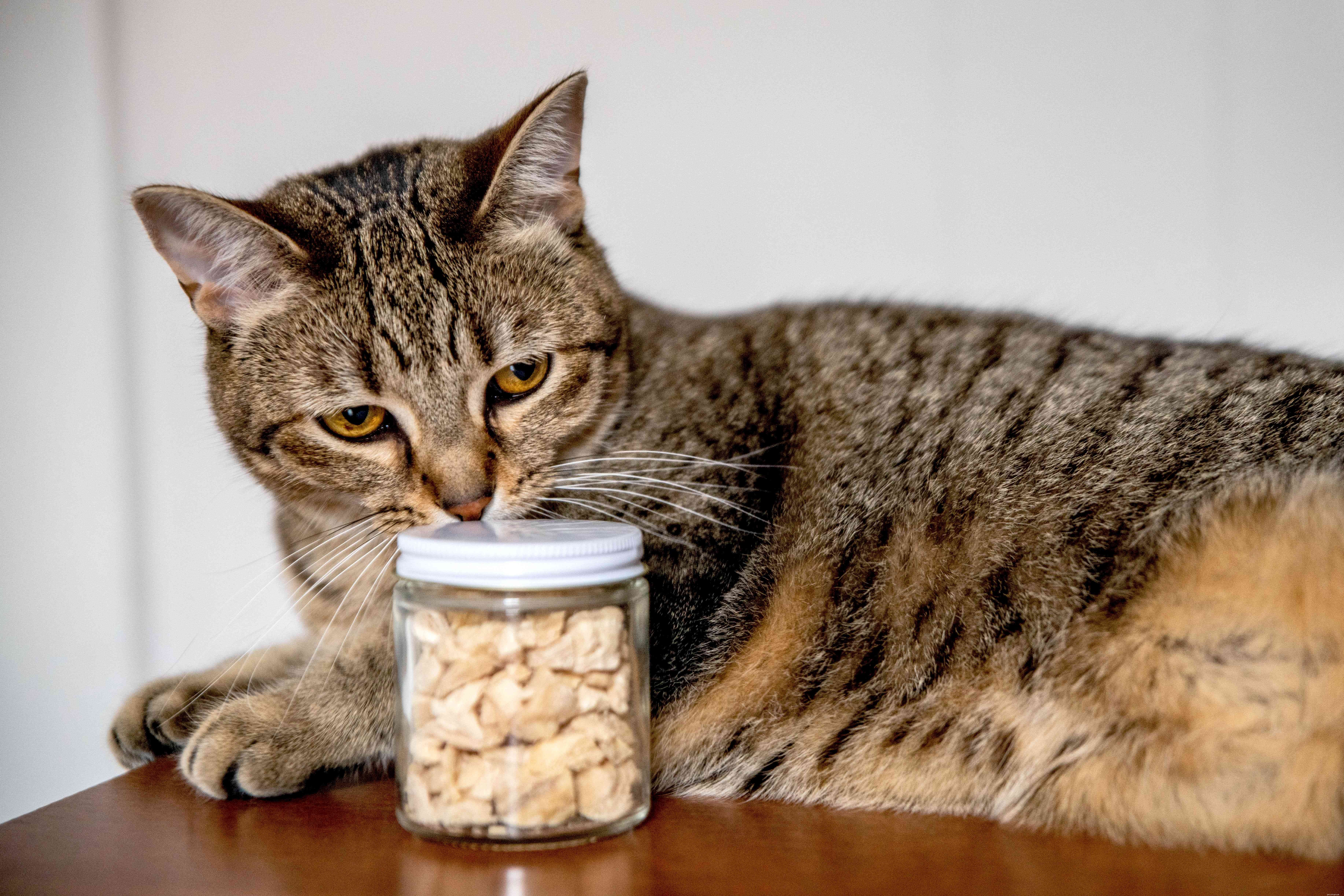 Why Is My Cat Always Hungry? Medical Causes & Solutions