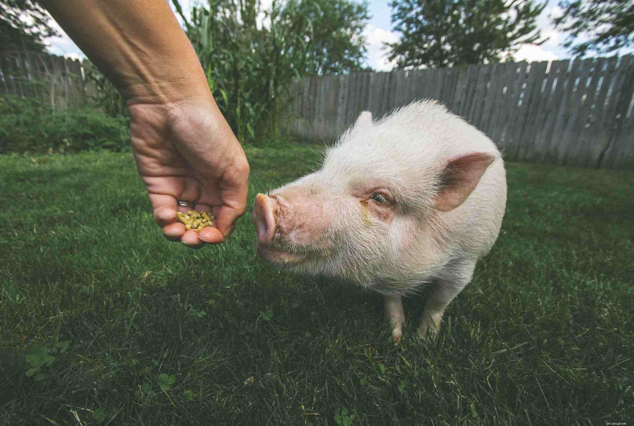 Top 10 Most Intelligent Pets: A Scientific Ranking