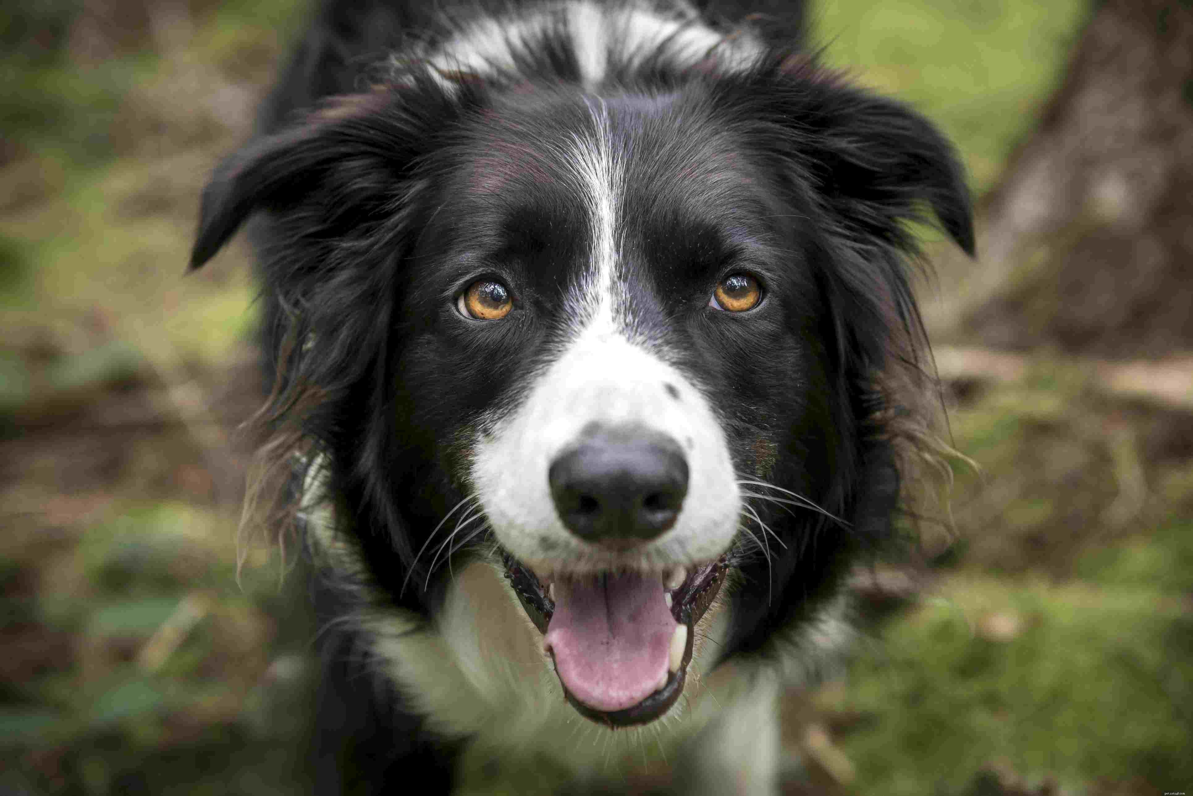 Top 10 Most Intelligent Pets: A Scientific Ranking