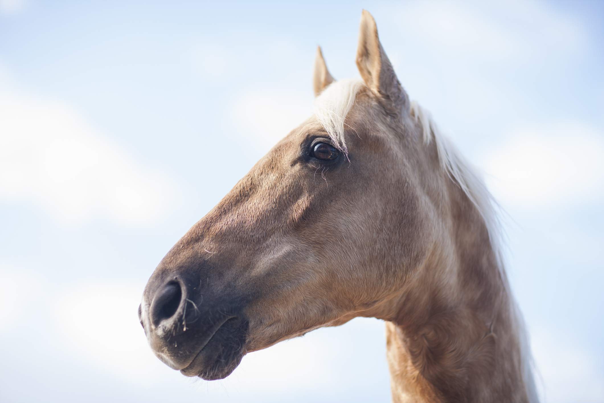 Top 10 Most Intelligent Pets: A Scientific Ranking