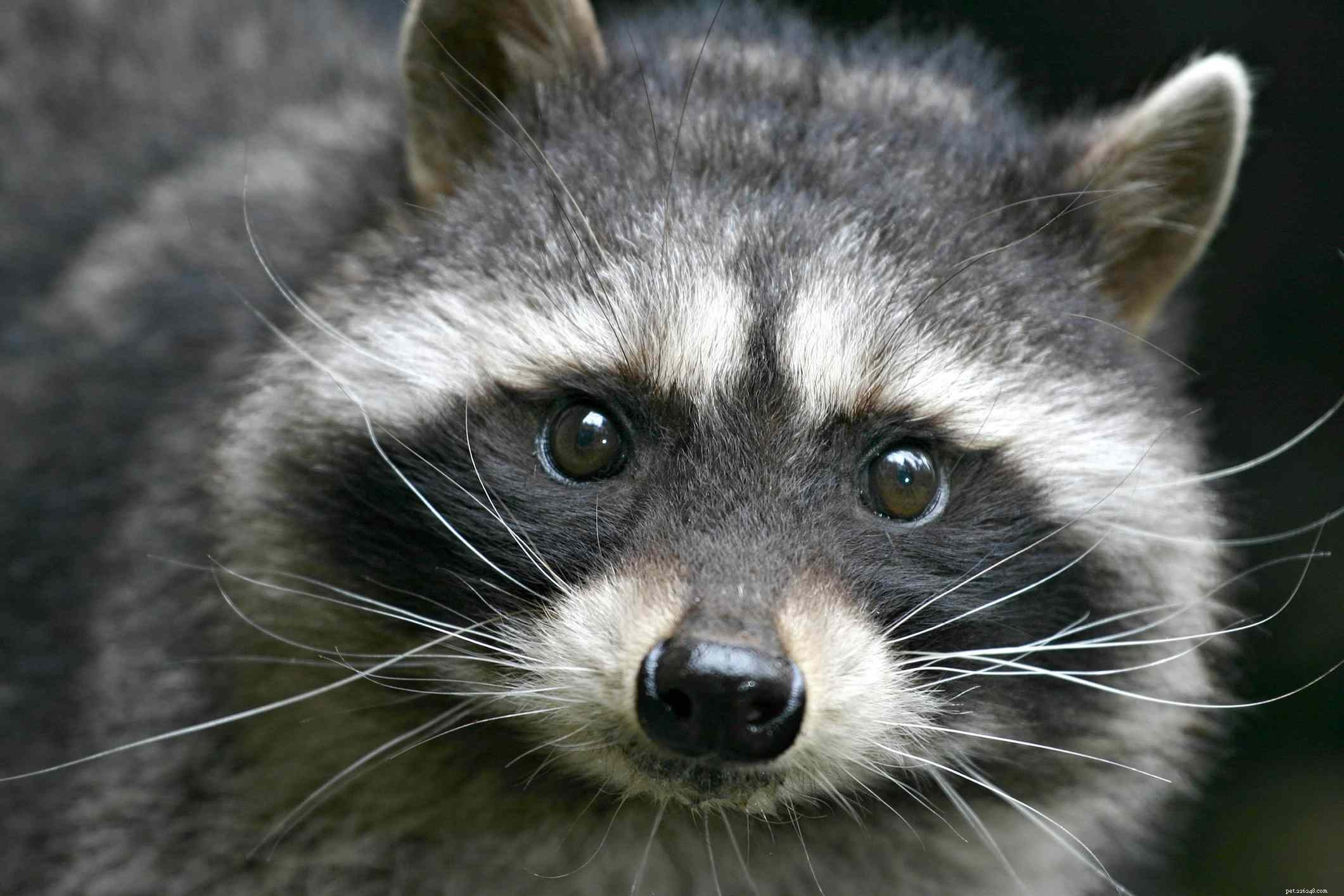 Top 10 Most Intelligent Pets: A Scientific Ranking