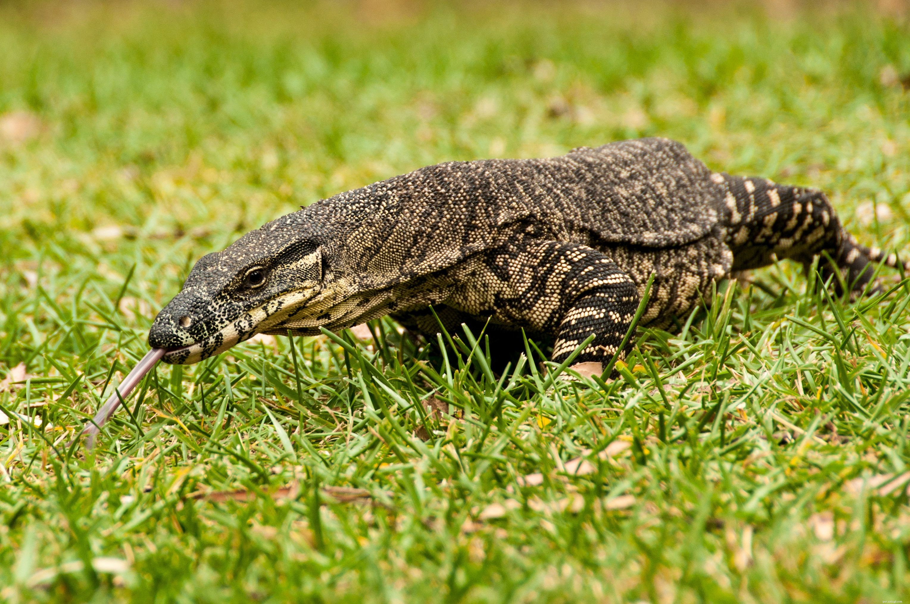 Top 10 Most Intelligent Pets: A Scientific Ranking