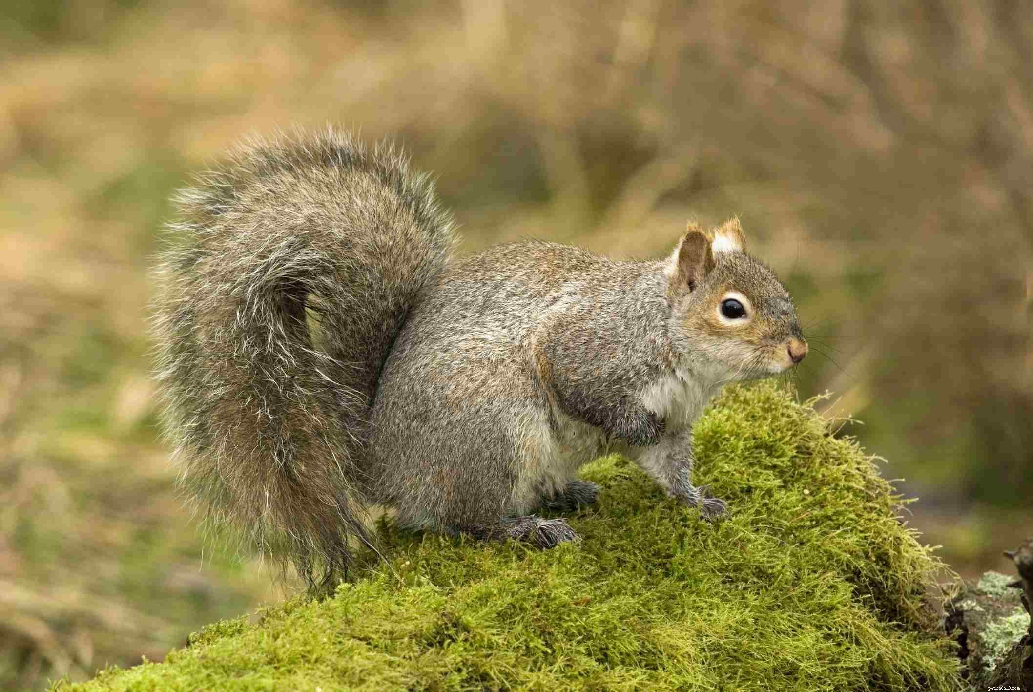 Top 10 Most Intelligent Pets: A Scientific Ranking