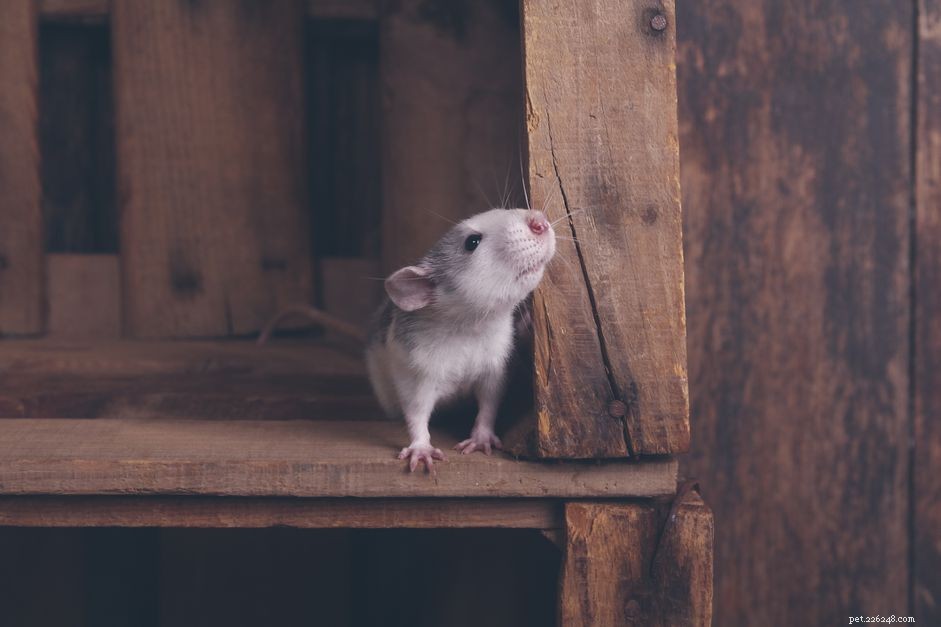 Choosing Safe Wood for Your Rat: A Guide to Avoiding Toxic Species