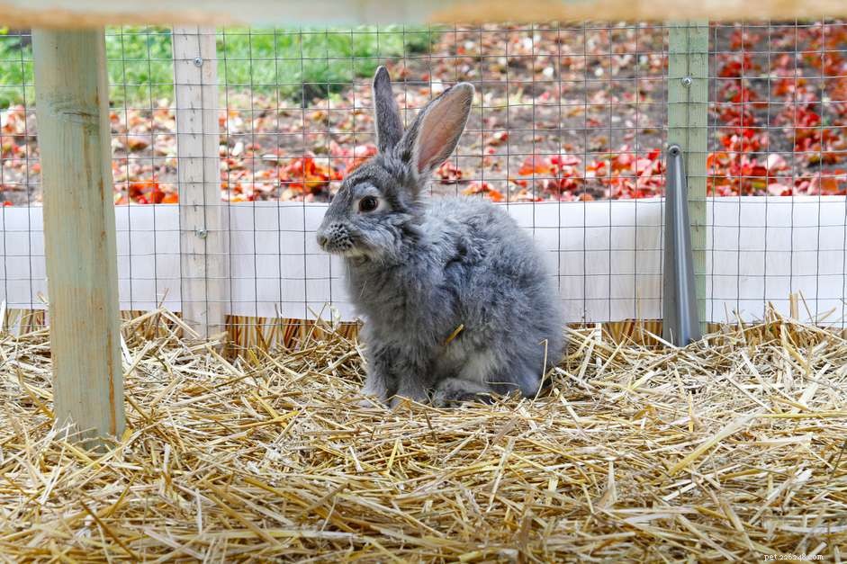 Why Do Rabbits Eat Their Own Poop? Insights into Their Digestive Health