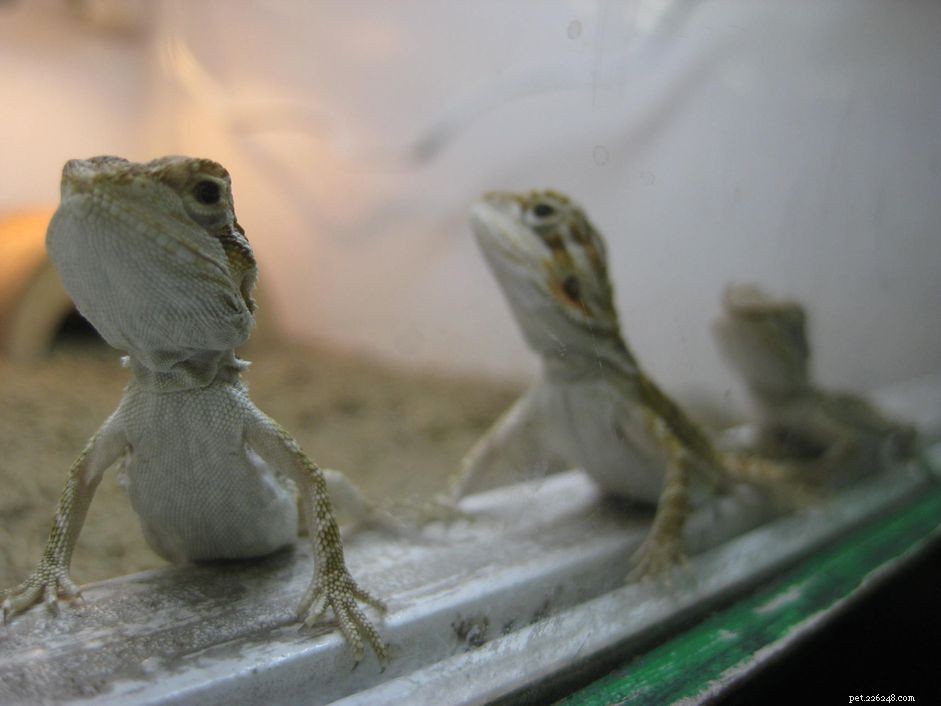 How to Handle Egg Laying in Your Bearded Dragon: A Care Guide