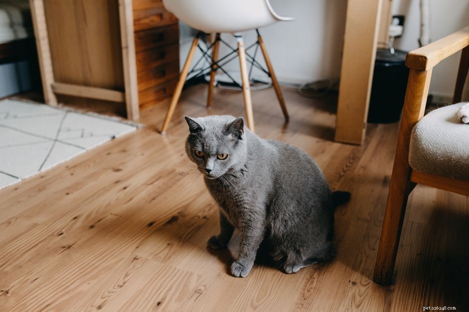 Can Your Apartment Accommodate a Cat? Size & Comfort Guide
