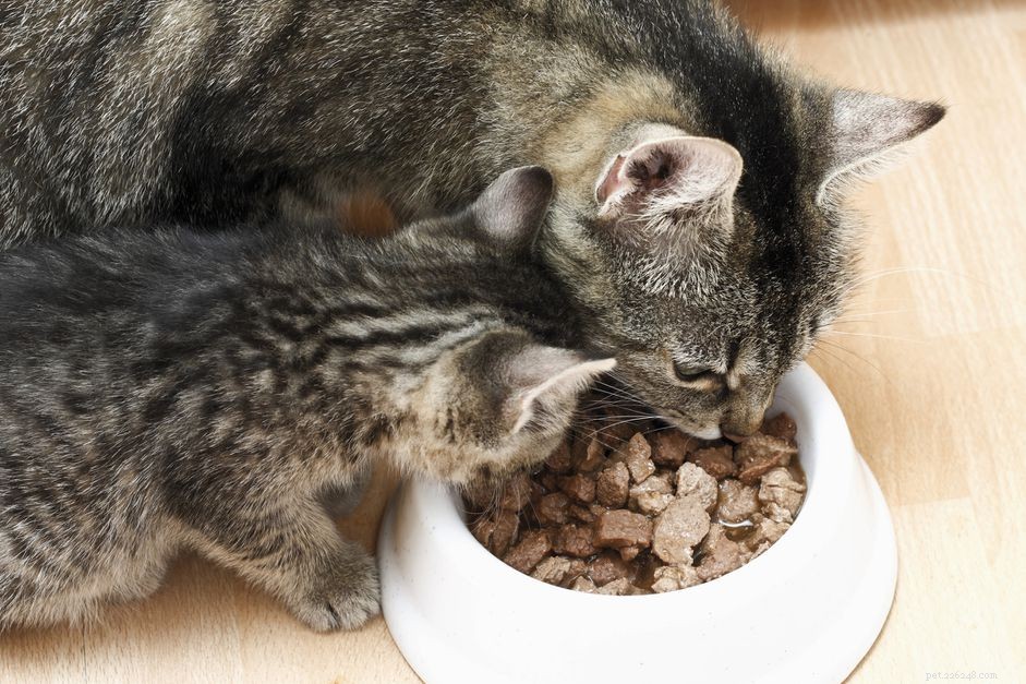 How to Choose the Best Cat Food: Key Ingredients to Spot